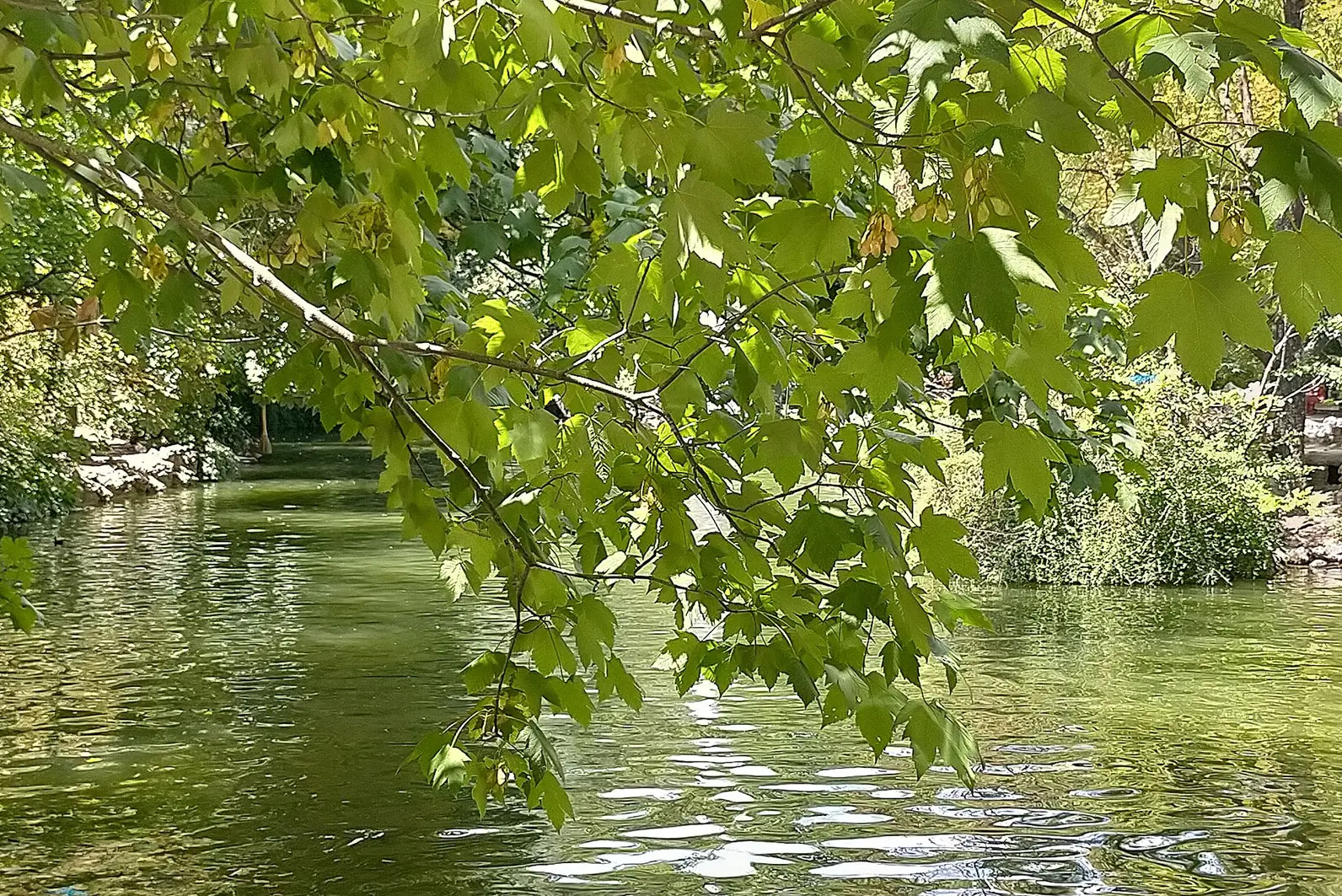 Frondosa vegetación y estanque en el parque Campo Grande, un remanso de paz ideal para desconectar a un corto paseo del Hotel Mozart.